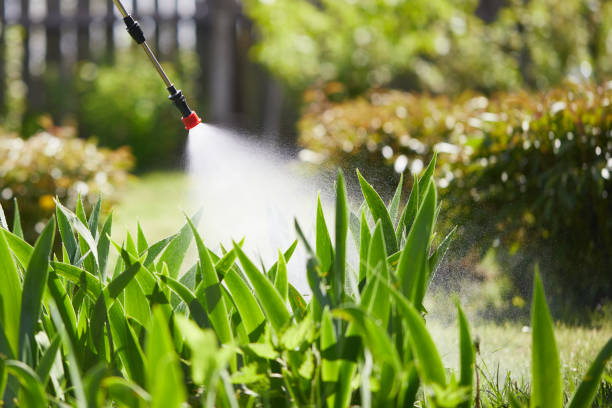 24/7 Emergency Termite Control experts in Shafter, CA